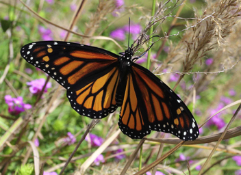 Monarch - female